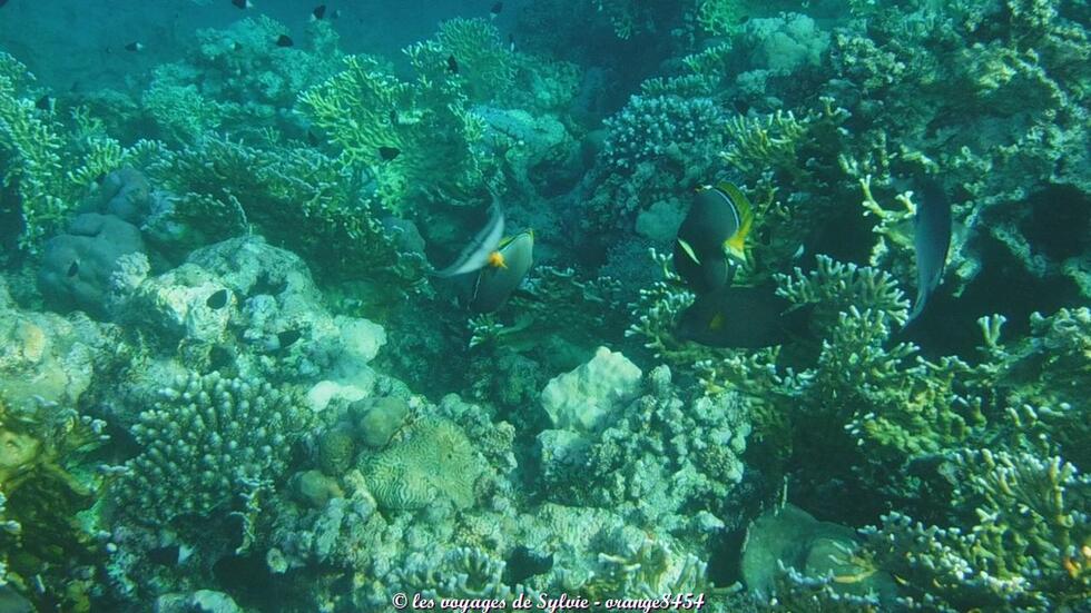 MARSA ALAM ÉGYPTE POISSONS 