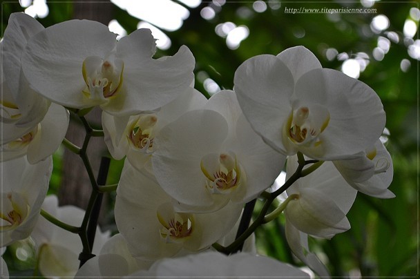 Orchidees-Jardin-des-Plantes-6-copie-1.jpg