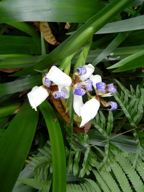 PARC DES CHEVRES ET DES ORCHIDEES A GUANGZHOU AVEC QING ET RENE