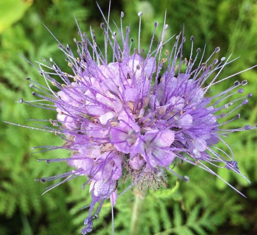 Fleurs cultivées : Phacélie