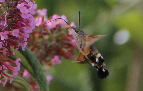 les papillons du jour