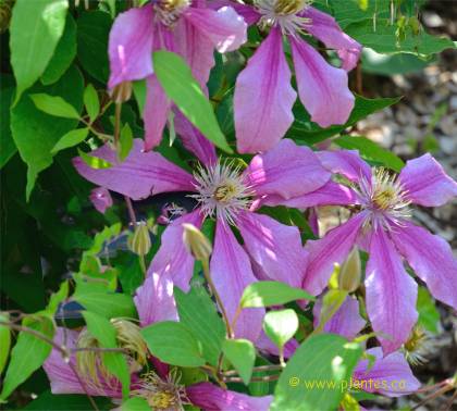 Photo de Clématite 'Liberation' - Clematis 'Liberation'