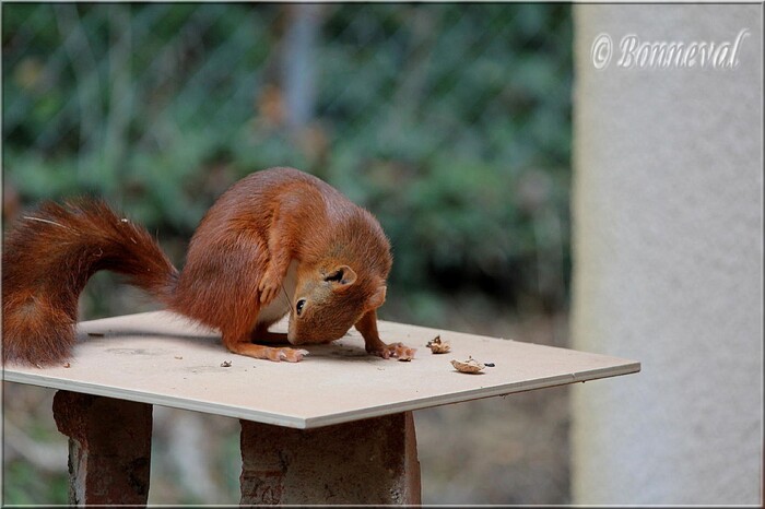 Écureuil roux été 2016 cacahuètes