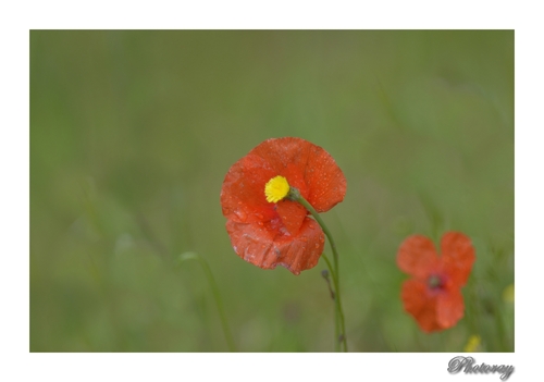 Coquelicots