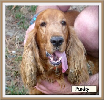 PUNKY - cocker anglais 8 ans (3 ans de refuge) - Refuge des Berauds à Romans (26) 9fbOeKBEpxra2zczE7BqnYYSMAg@350x336