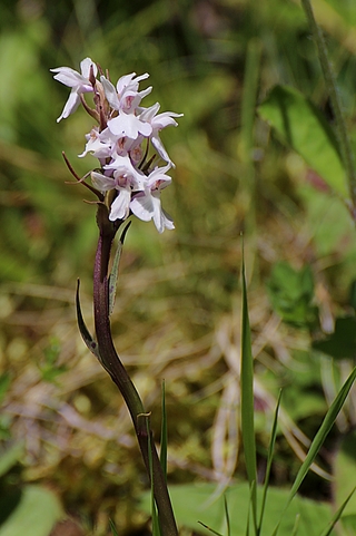 Dactylorhiza fuchsii - Orchis de Fuchs 