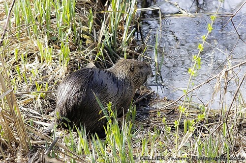 Ragondins du marais de lavours - Culoz - 01 - Avril 2016