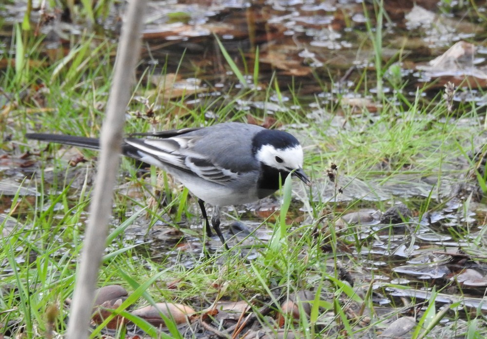 Les oiseaux de mon jardin : les bergeronnettes...