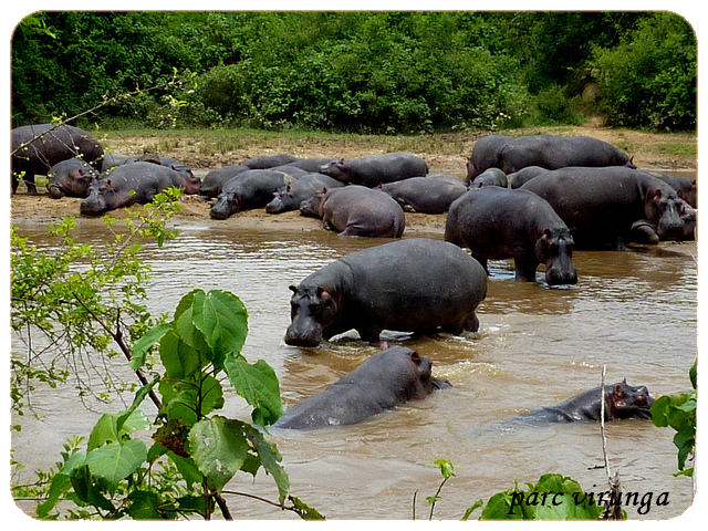 Parc des Virunga 