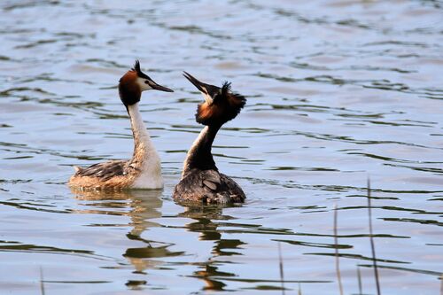 Grèbe Huppé (Great Crested Grebe)