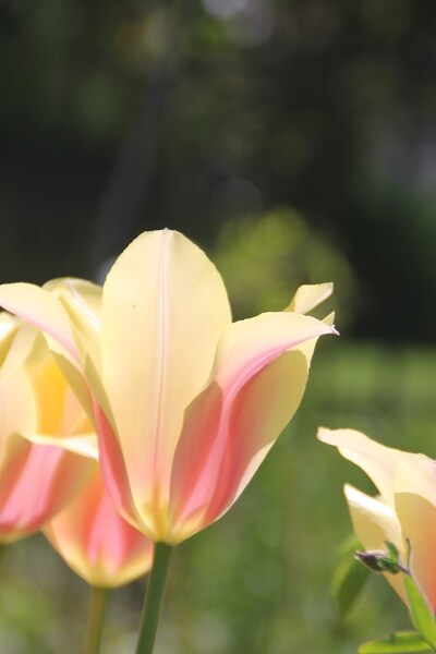 Tulipe BLUSHING LADY