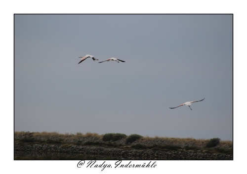 Flamand rose