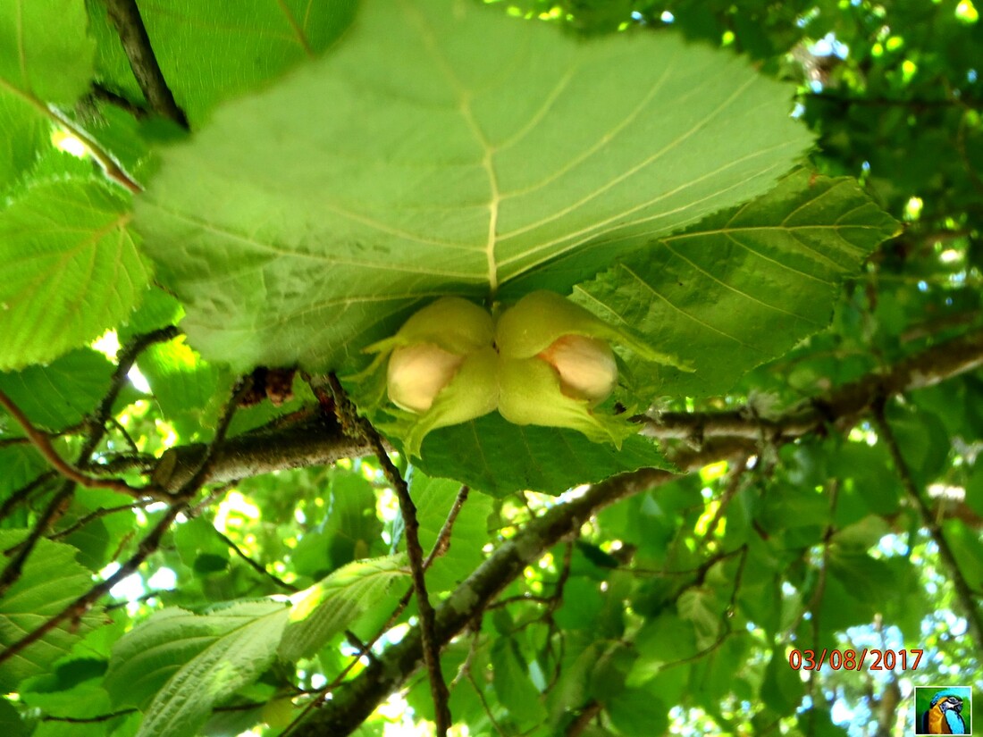 Entre Noisettes et Passiflore 