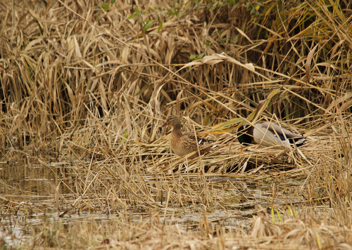 23-11-2014 becassines des marais-canard colvert-chevalier cul blanc-martin pecheur