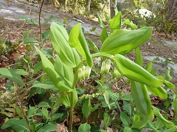 sceau de Salomon