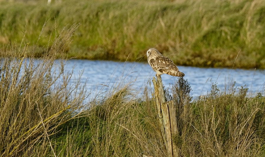 A la recherche du hibou des marais.