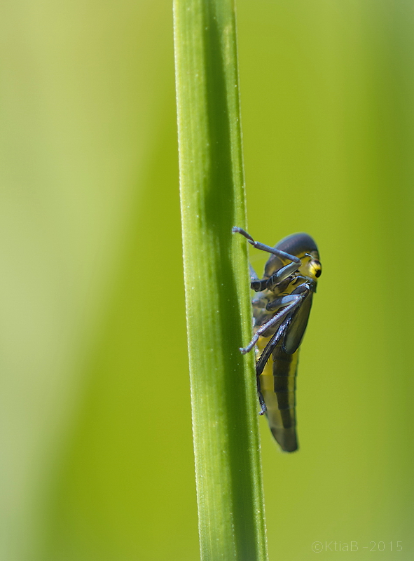 Cicadella viridis ♀