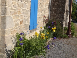 Des fleurettes printanières le long des murs et des chemins