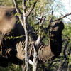 Eléphant (Zwaziland))