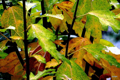 Des feuilles en automne !