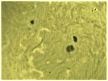 sun h-alpha,spc900nc,soleil h-alpha,pst coronado,GTF81,leca philippe,philippe leca