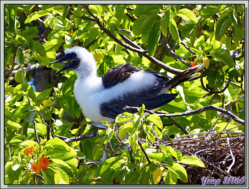 Motu aux oiseaux : fou à pieds rouges à divers stades de développement - Fakarava - Polynésie française
