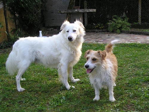 Titi et Grosminet côté chiens