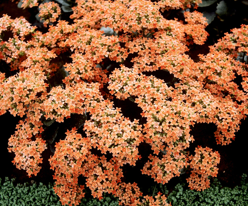 Fleurs cultivées : kalanchoe