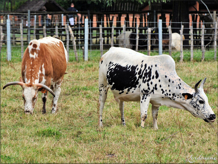 Photo de Zébu nain (Ferme Exotique-Cadaujac)