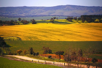 Jaune ... 