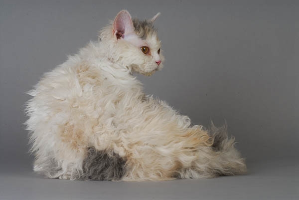 La robe du chat Selkirk Rex est frisée, comme du reste ses sourcils, ses moustaches et les poils à lintérieur de ses oreilles.