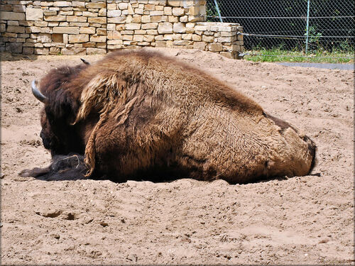 Photo Bison d'Amérique du Zoo de la Palmyre