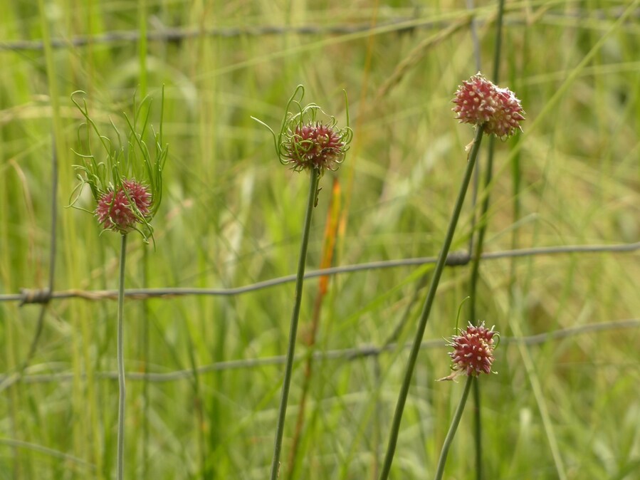 Ail de la vigne