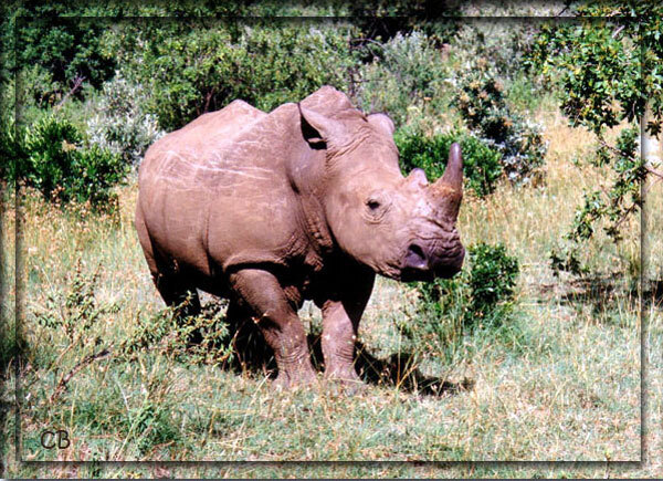 Kenya rhinocéros blanc