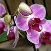 somptueuse-orchidee-338198.jpg