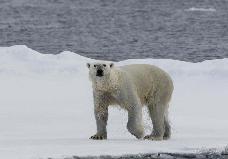 Un peu d'ours