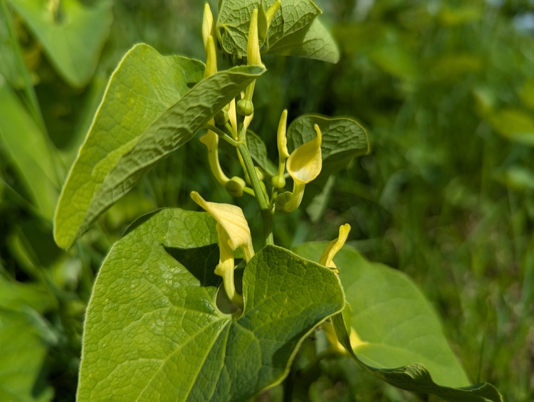 Fleurs d'été 