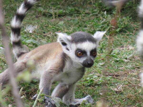 Zoo de Beauval (16).