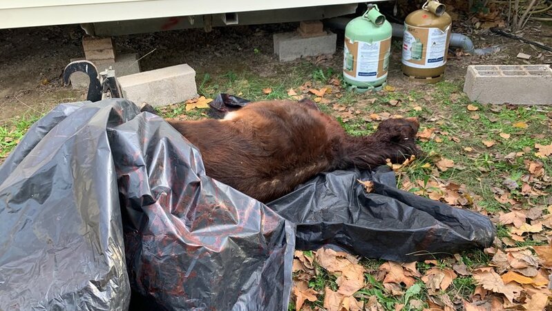 Argelès-sur-Mer : un poney battu et poignardé à mort dans un camping de roumains