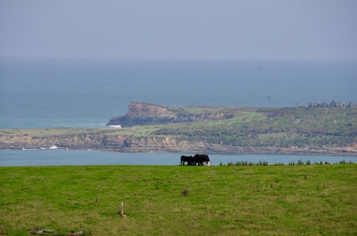 Nouvelle-Zélande #11 de Dunedin à Bluff - Les Catlins 