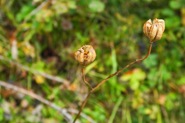 Instants d'automne