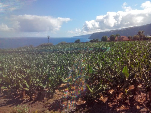 Puerto de La Cruz : à la découverte de la plage de Bollullo