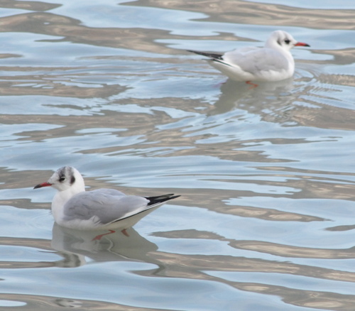 Oiseaux au lac d'Annecy