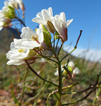 Diplotaxix erucoides  -  diplotaxis fausse-roquette