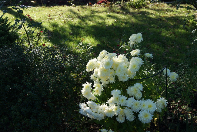 camellia sasanqua Yuletide