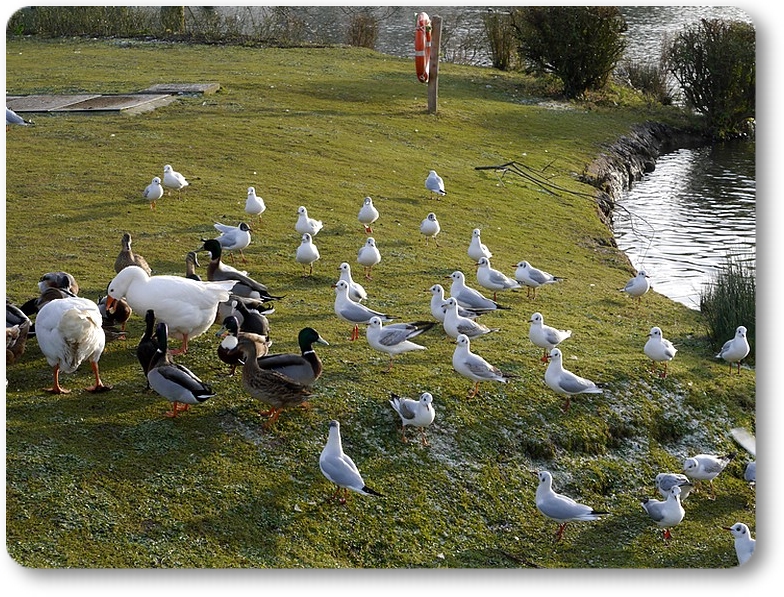 Mouettes