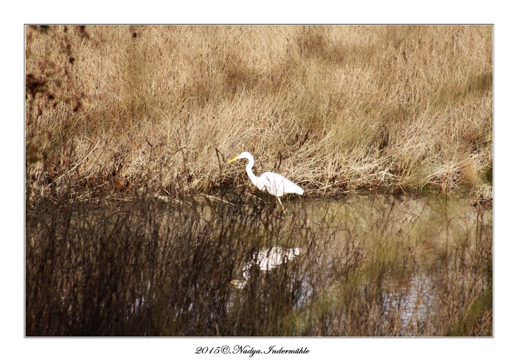 La grande aigrette