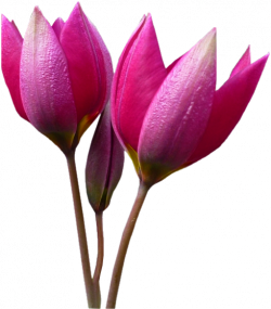 Tubes Fleurs