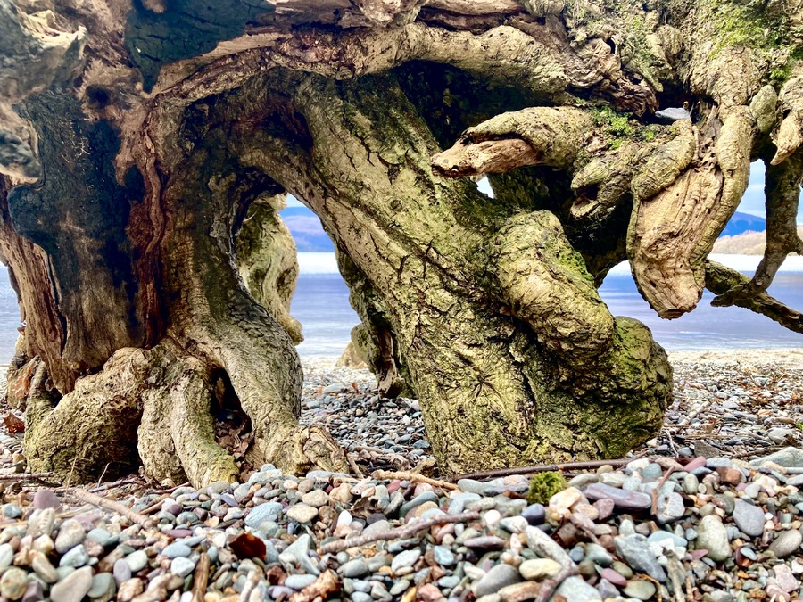 L'Ecosse au ras du sol, série les arbres de la plage.