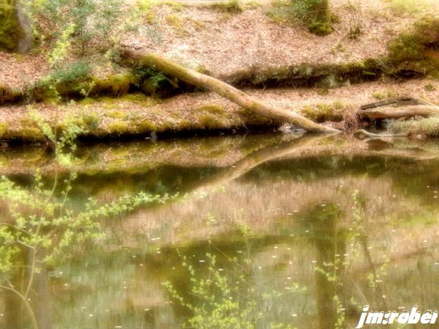 Nature : Promenons nous dans le bois.......